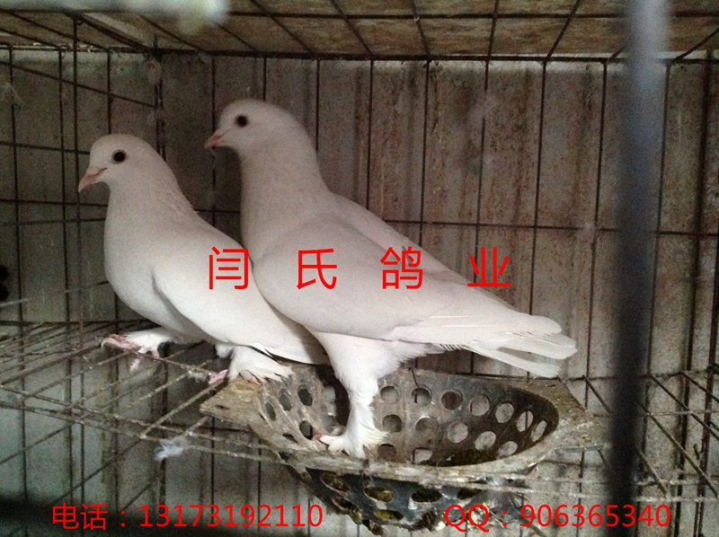 枣庄哪里有买特大元宝鸽的
