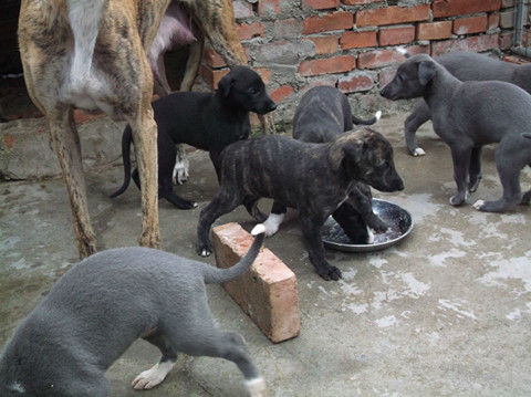 广州比特犬哪里有卖