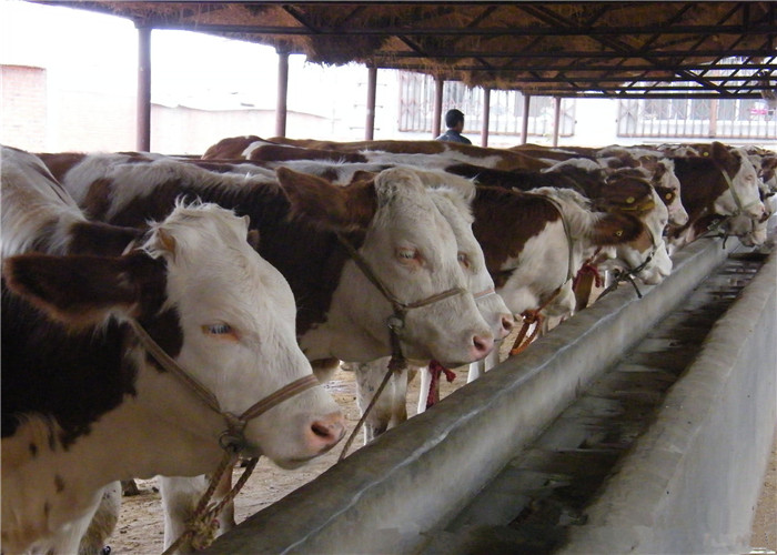 贵州肉牛养殖繁育基地