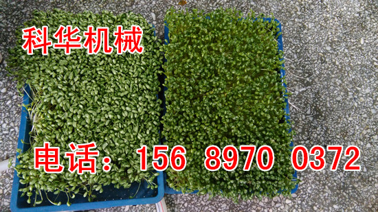全自動芽苗菜機產品
