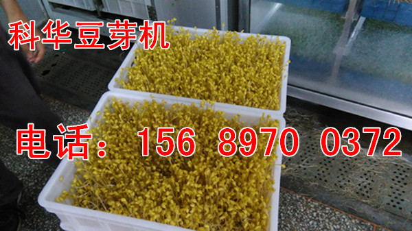 全自動(dòng)豆芽機(jī)器生產(chǎn)廠家