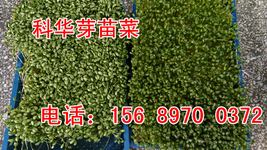 芽苗菜機械設備生產廠家