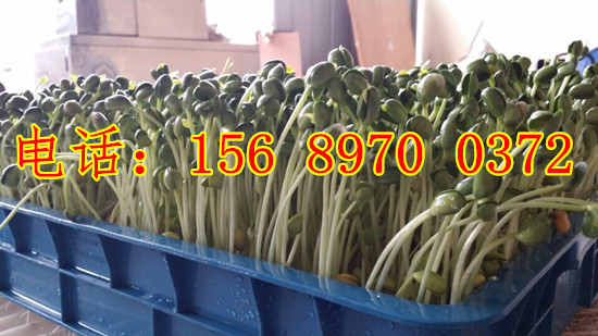 科華全自動香椿苗機器