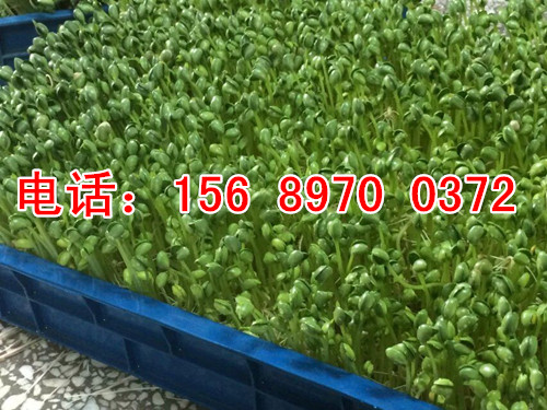 小型芽苗菜機器生產廠家