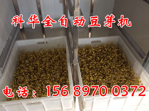 全自動豆芽機械設備價格