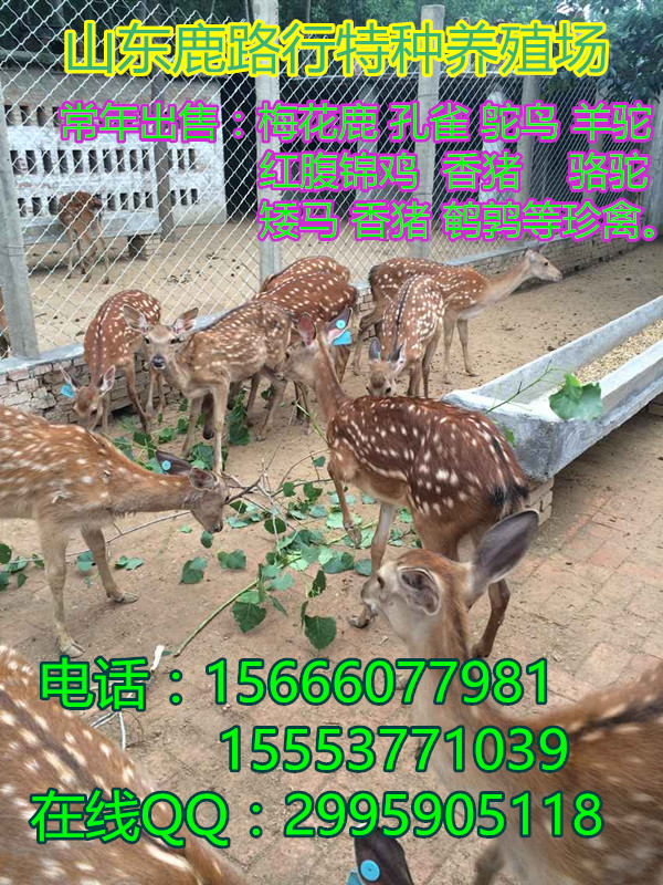梅花鹿全身是宝,茸,角