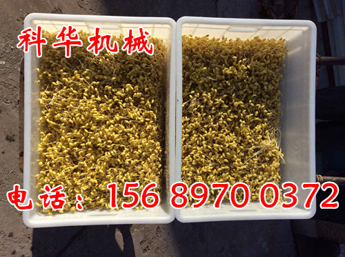 全自動豆芽機器產品