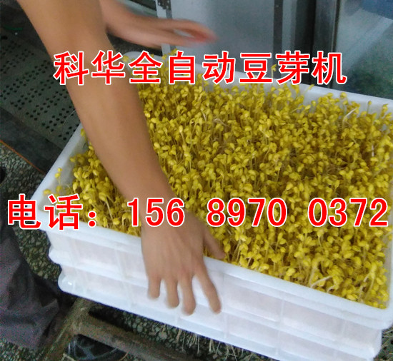 全自動豆芽機械設備價格