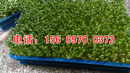 全自動芽苗菜機器廠家
