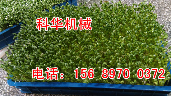 芽苗菜機器價格