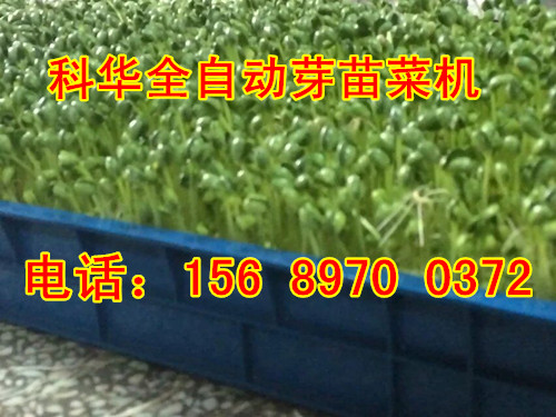 小型芽苗菜機械設備
