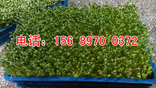 芽苗菜機械設備價格