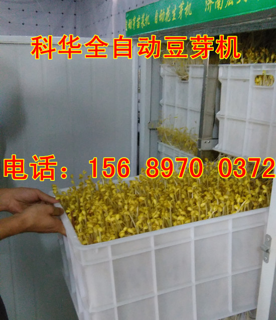 全自動豆芽機械設(shè)備價格