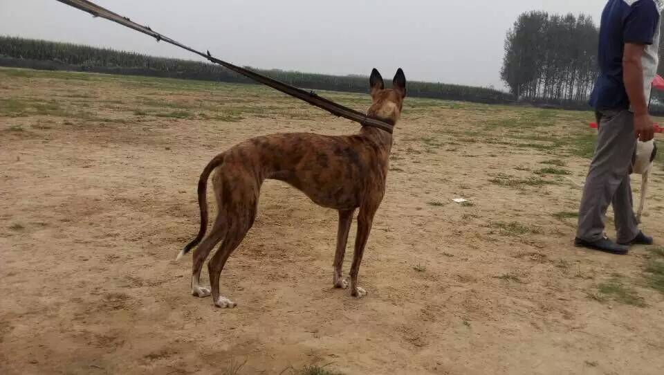 格力犬黄瘸子简介,袋鼠的英文怎么写,扎龙自然保护区门票,t字头火车放票时间