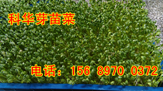 全自動芽苗菜機器生產廠家