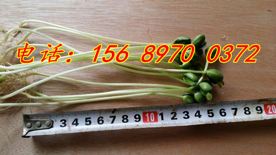芽苗菜機器