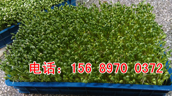 全自動芽苗菜機器生產廠家