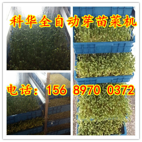 小型全自動芽苗菜機器價格