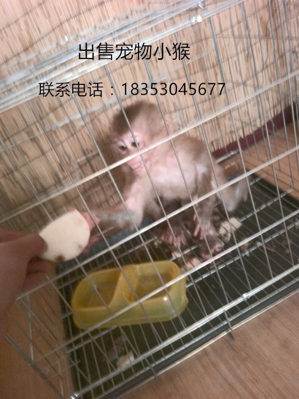 一家具有野生动物驯养繁殖许可的猕猴养殖场,山东是以人工饲养的猴子