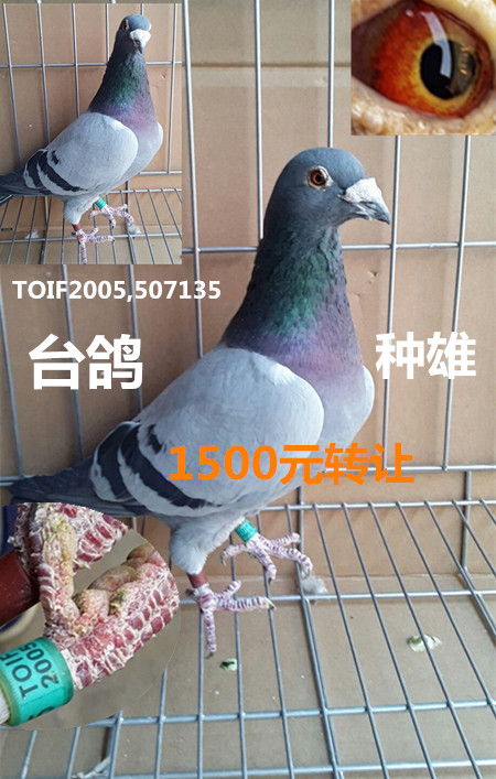 信鸽