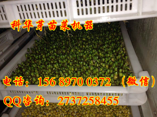 全自動芽苗菜機械設備