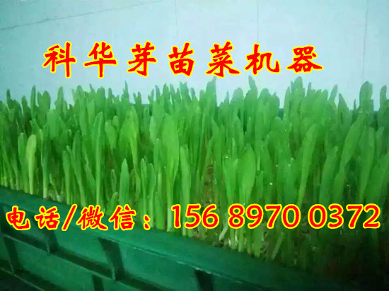 芽苗菜生長機器