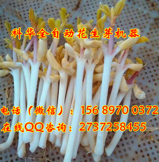 全自動花生芽生長機器