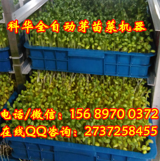 全自動芽苗菜機器價格