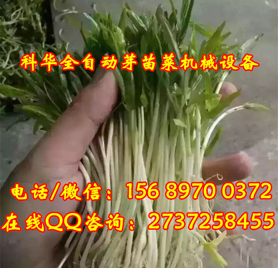 全自動芽苗菜機器產品