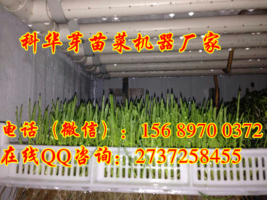 全自動花生芽機器