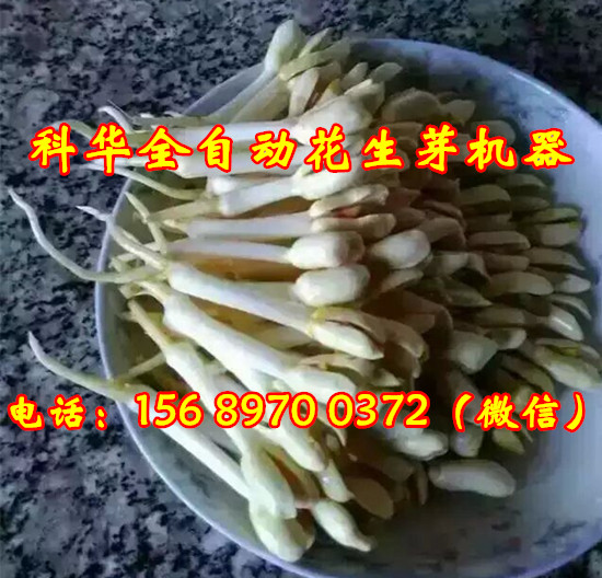 全自動花生芽機器價格