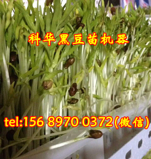 全自動黑豆苗機器