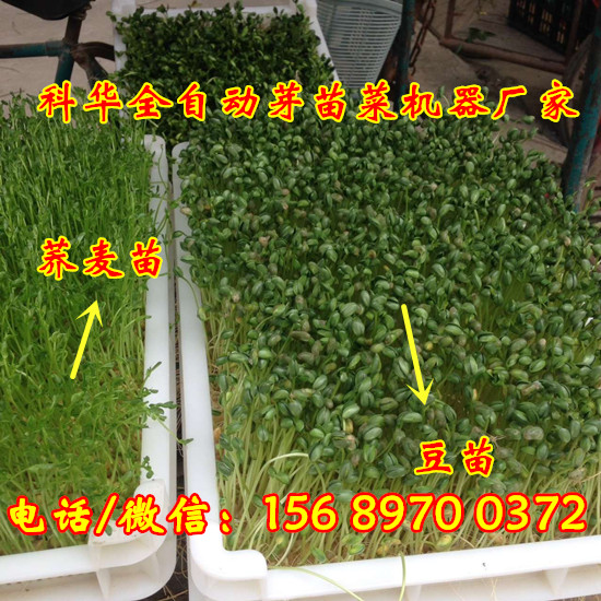 全自動芽苗菜機器廠家