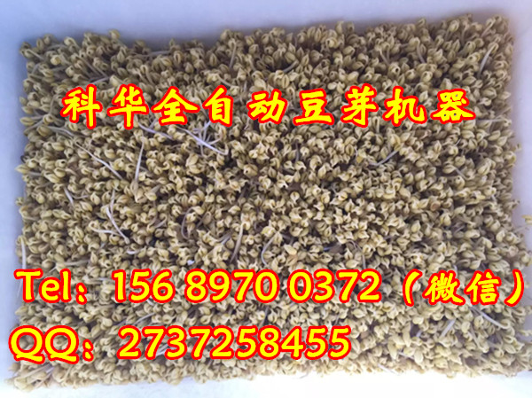 全自動(dòng)豆芽機(jī)器價(jià)格
