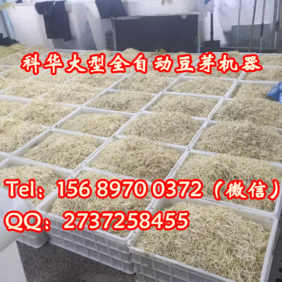 小型全自動(dòng)豆芽機(jī)器