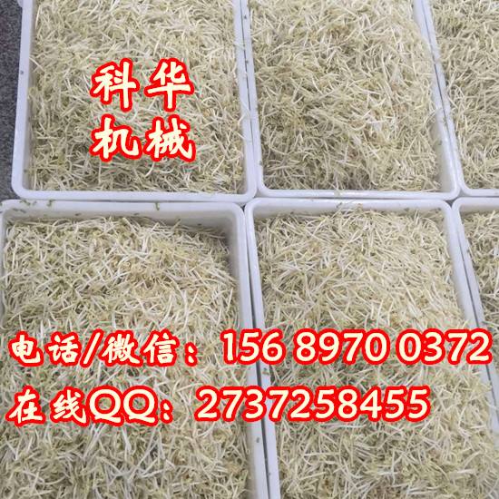 全自動豆芽機器價格