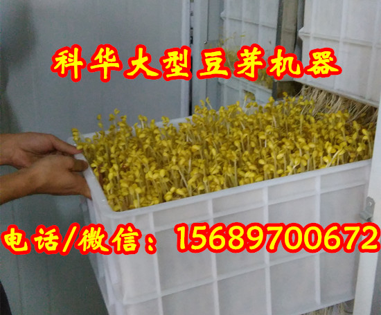 全自動豆芽機械設備廠家