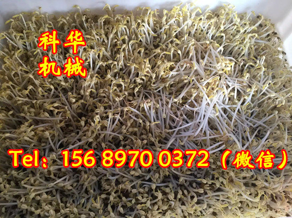 全自動豆芽機械設備