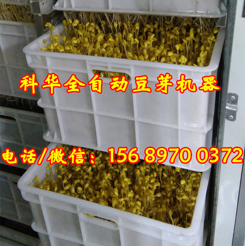 全自動豆芽機械設備