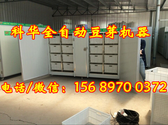 全自動豆芽機器多少錢一臺