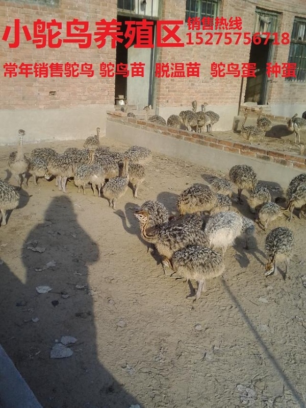济宁↑↑鸵鸟幼苗一个价格($ _ $)非洲鸵鸟种牛养殖基地