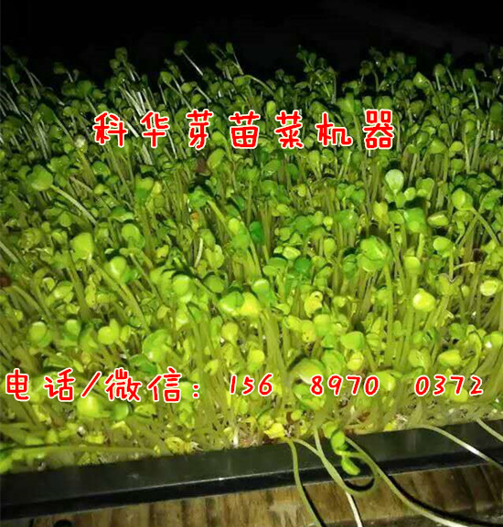 小型全自動芽苗菜機器