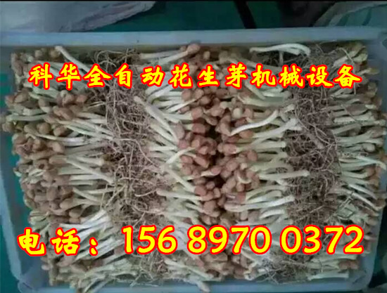 全自動花生芽機器