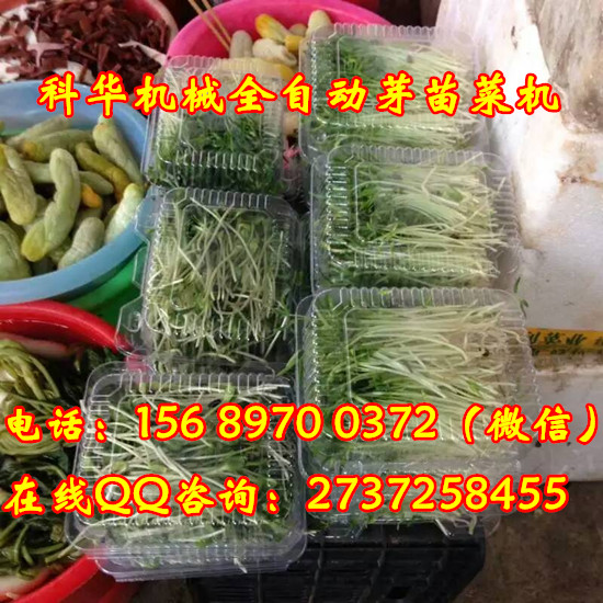 小型芽苗菜機械設備
