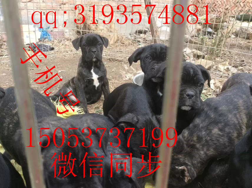 绵阳市东源长岛地图_cninr 以下县市均可办理托运:镇江市、丹阳市、扬中市、句容市、泰州市、兴化市、靖江市、泰兴市、姜堰市、宿迁市、沭阳县、泗阳县、泗洪县、浙江省、杭州市、建德市、富阳市、临安市、桐庐县、淳安县、宁波、余姚市、慈溪市、奉化市、象山县、宁海县、温州市、瑞安市、乐清市、洞头县、永嘉县、平阳县、苍南县、文成县、泰顺县、嘉兴市、海宁市、平湖市、桐乡市、嘉善县、海盐县、湖州市、德清县、长兴县、安吉县、绍兴市、诸暨市、上虞市、嵊州市、绍兴县、新昌县、金华市、兰溪市、义乌市、东阳市、永康市、武义县、浦江县、磐安县、衢州市、江山市、