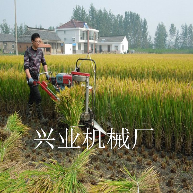 辣椒黄豆收割机视频 多功能农用辣椒割晒机厂家