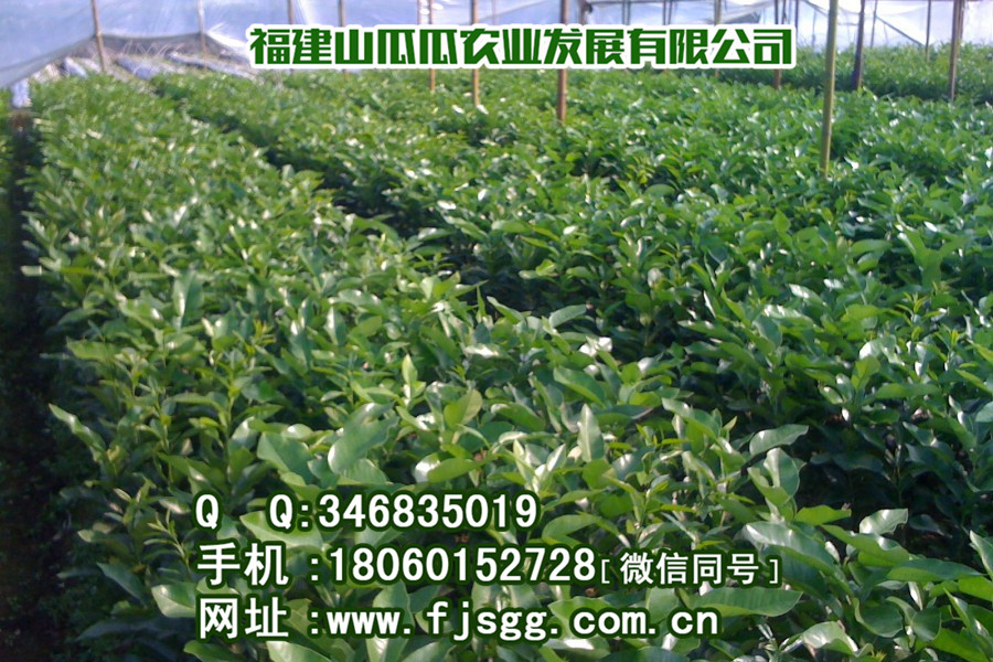 供应红肉蜜柚苗_养殖栏目_机电之家网图片
