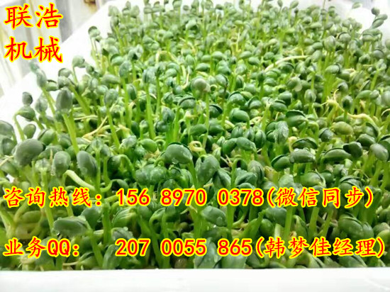 全自動(dòng)芽苗菜機(jī)