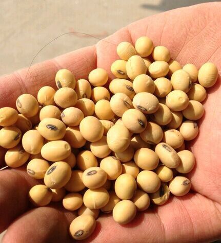 2017大豆進口價格 大豆進口商日照萬卓