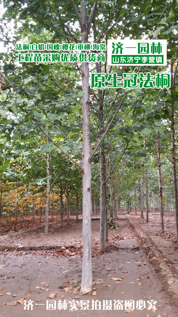 满足居民的生活环境,能够最大限度的使其发挥12公分法桐,12公分悬铃木